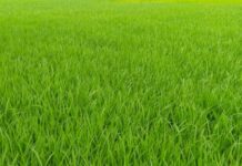 बारिश से खिले किसानों के चेहरे, धान की नर्सरी को मिली राहत