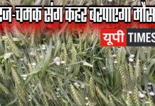 यूपी में मौसम का कहर, कई जिलों में ओलावृष्टि का अलर्ट, फसलों पर संकट
