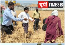 डीएम ने धूरिकोट में कराया गेहूं की क्रॉप कटिंग, 34.29 कुंतल प्रति हेक्टेयर उत्पादन का अनुमान