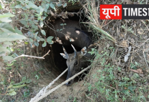 कुएं में गिरी नीलगाय को ग्रामीणों ने बचाया, घंटों चली मशक्कत