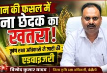 धान की फसल पर तना छेदक का बढ़ा खतरा, कृषि रक्षा अधिकारी ने किसानों के लिए जारी की एडवाइजरी