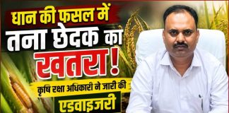 धान की फसल पर तना छेदक का बढ़ा खतरा, कृषि रक्षा अधिकारी ने किसानों के लिए जारी की एडवाइजरी
