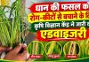धान की फसल को रोग-कीटों से बचाने के लिए कृषि विज्ञान केंद्र ने जारी की एडवाइजरी, अधिक नमी, लगातार बारिश और असंतुलित यूरिया के प्रयोग से बढ़ सकता है प्रकोप