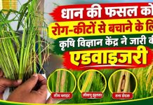 धान की फसल को रोग-कीटों से बचाने के लिए कृषि विज्ञान केंद्र ने जारी की एडवाइजरी, अधिक नमी, लगातार बारिश और असंतुलित यूरिया के प्रयोग से बढ़ सकता है प्रकोप