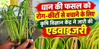 धान की फसल को रोग-कीटों से बचाने के लिए कृषि विज्ञान केंद्र ने जारी की एडवाइजरी, अधिक नमी, लगातार बारिश और असंतुलित यूरिया के प्रयोग से बढ़ सकता है प्रकोप